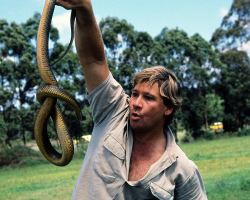 This is an image of Prints & Posters of Steve Irwin 299380