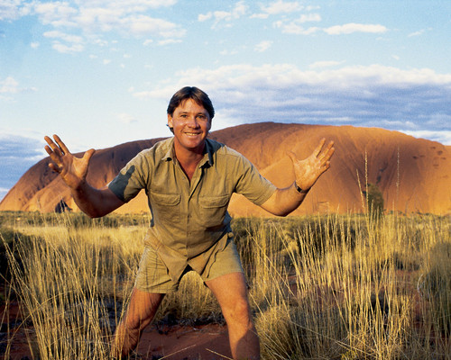 This is an image of Prints & Posters of Steve Irwin 299385