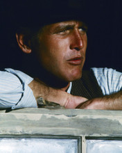 This is an image of Prints & Posters of Paul Newman 299545
