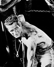 This is an image of 19033 Paul Newman Photograph & Poster