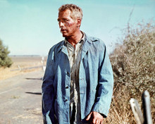 This is an image of 280775 Paul Newman Photograph & Poster