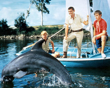 This is an image of 281384 Flipper Photograph & Poster