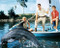 This is an image of 281384 Flipper Photograph & Poster