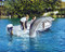 This is an image of 281477 Flipper Photograph & Poster
