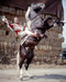This is an image of 282102 Rex Allen Photograph & Poster