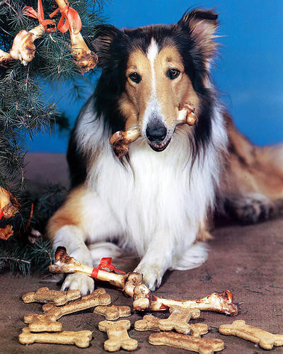 This is an image of 249039 Lassie Photograph & Poster