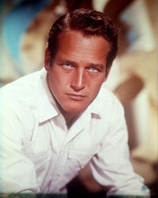 This is an image of 256231 Paul Newman Photograph & Poster