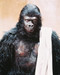 This is an image of 245655 Planet of the Apes Photograph & Poster