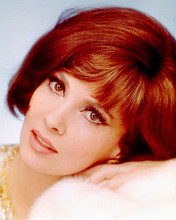This is an image of 262291 Gina Lollobrigida Photograph & Poster