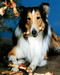 This is an image of 274614 Lassie Photograph & Poster