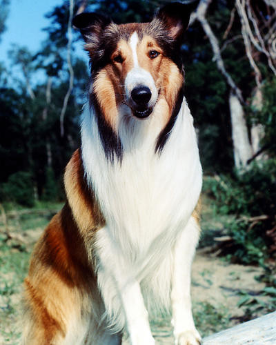 This is an image of 274615 Lassie Photograph & Poster