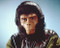 This is an image of 221221 Planet of the Apes Photograph & Poster