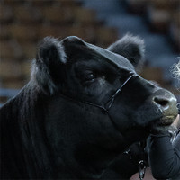 Strong Hold Cable Halter