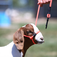 Sheep & Goat Halter with Snap Lead 