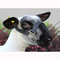 First Class Sheep & Goat Halter