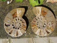 Nautilus pair (1342691866)