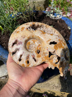 Ammonite (10406)