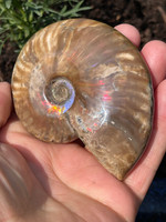 Ammonite (1455716968)