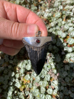 Mako shark fossilized tooth (117775)