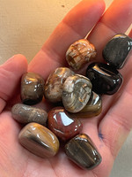 Petrified Wood tumblestones (1112329)