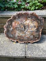 Petrified Wood (1112477)