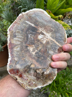 Petrified Wood (1112736)