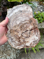 Petrified Wood (1112738)