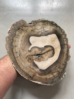 Petrified Wood (1112753)