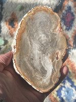 Petrified Wood slice (1114060)