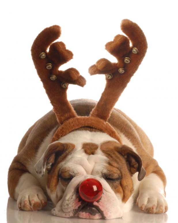 rudolphbulldog.jpg Sleeping English Bulldog w/ Reindeer Antlers