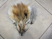 RED FOX FACES CLEAN