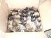 Lot of 50 Natural American Raccoon  Fur tails 5''-7''