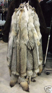 Coyote Fur Skins / Pelts, 45" length, plus 14"-16" tail