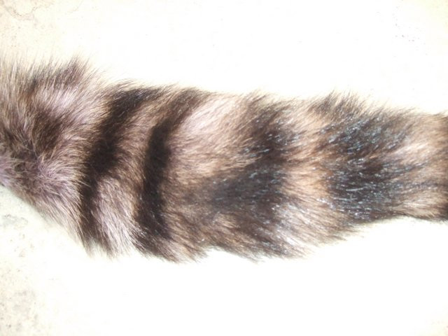 raccoon tail hair