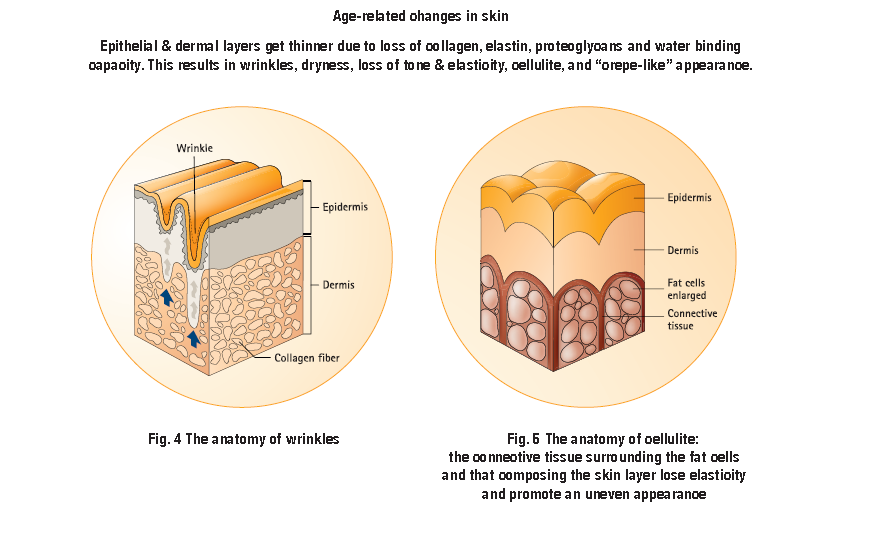 Entire Body Collagen Adaptogen Research with the researchproven
