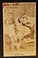 Civil War era whimsical CDV image of a baby and dog