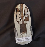 VERY UNIQUE – Civil War Hotchkiss Shell, professionally cut in half, dug Spotsylvania (SOLD)