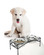 Regal Raised Dog Feeder