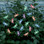 Dragonfly Solar Color Changing Light String - 20pc set