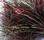 Inline Bucktail Spinner