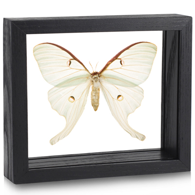 Wings Spread Gifts, Home Decor Insect Taxidermy Actias Luna moth One Real Mounted Green Moth Luna in Riker Mount Framed Luna