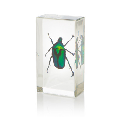 Chafer Beetle in Resin - Small