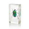 Chafer Beetle in Resin - Small