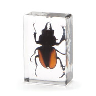 Stag Beetle in Resin