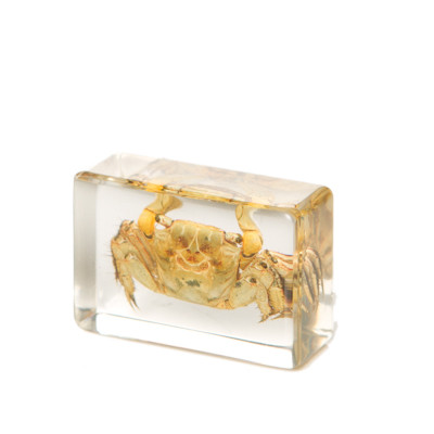 Chinese Mitten Crab in Resin