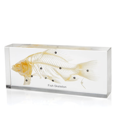 Fish Skeleton In Resin The Evolution Store