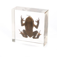 Toad in Resin