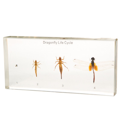 Dragonfly Life Cycle in Resin