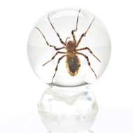 Insect Sphere - Small Garden Spider