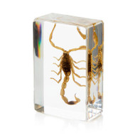 Chinese Golden Scorpion in Resin Large